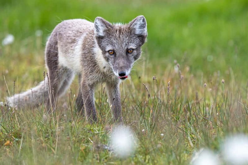 Longyearbyen: Wildlife Safari & Hiking Photography Tour - Photography help from Ivar and the local guides