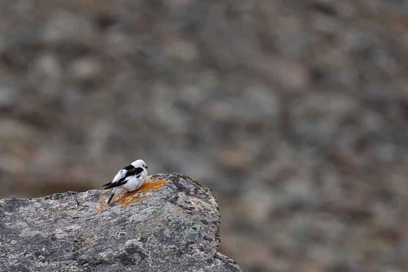 Longyearbyen: Wildlife Safari & Hiking Photography Tour - What the price of $246 really covers