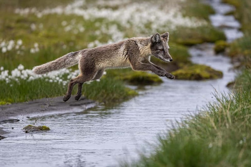 Longyearbyen: Wildlife Safari & Hiking Photography Tour - Clothing, age, and fitness rules