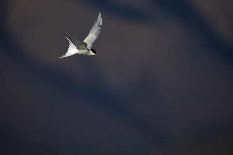 Longyearbyen: Wildlife Safari & Hiking Photography Tour - Who should book this Longyearbyen wildlife tour?