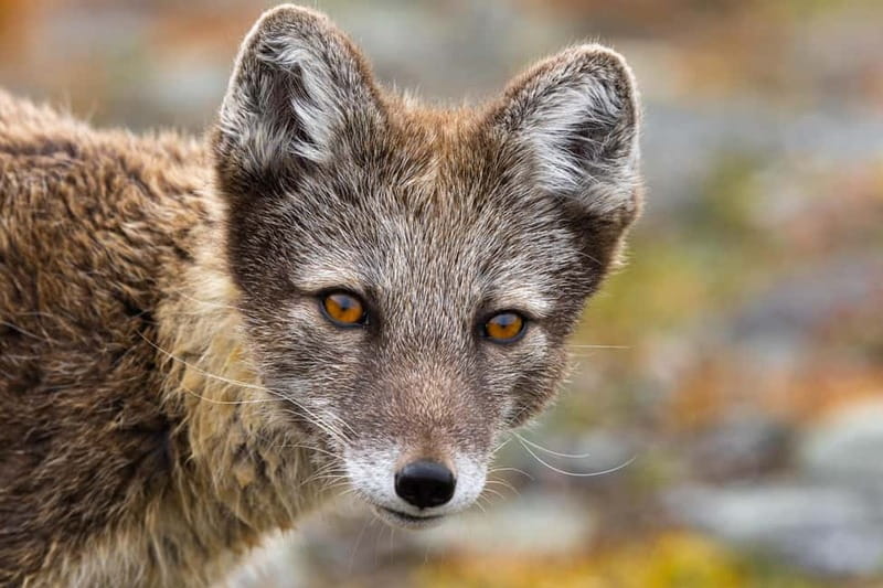 Longyearbyen: Wildlife Safari & Hiking Photography Tour - Should you book it?