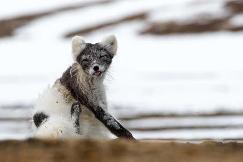 Longyearbyen: Wildlife Safari & Hiking Photography Tour - The secret stop and the search for Svalbard wildlife