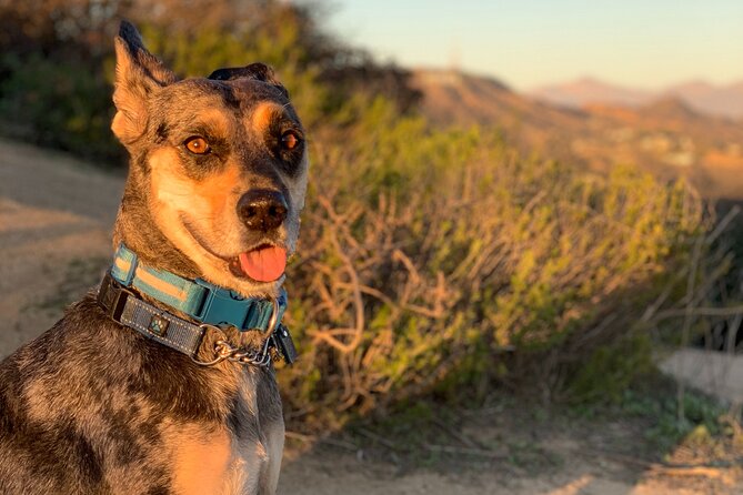 Los Angeles: Hollywood Sunset Walking & Hiking Tour - What the small group adds