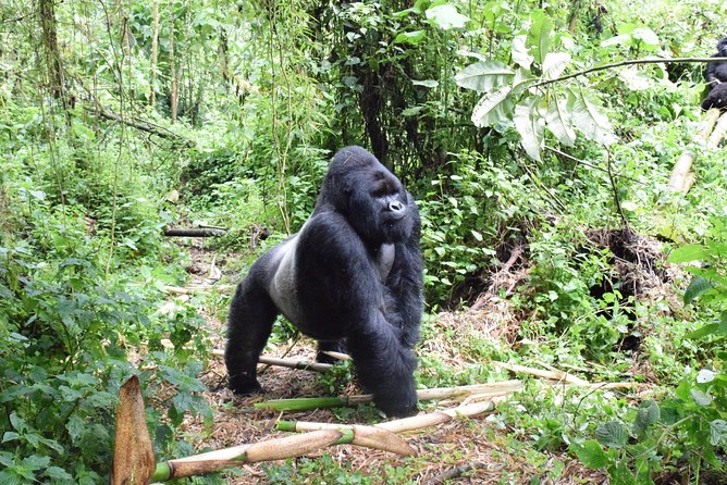 Lowland Gorilla trekking in Kahuzi-Biega National Park - Key points to know before booking