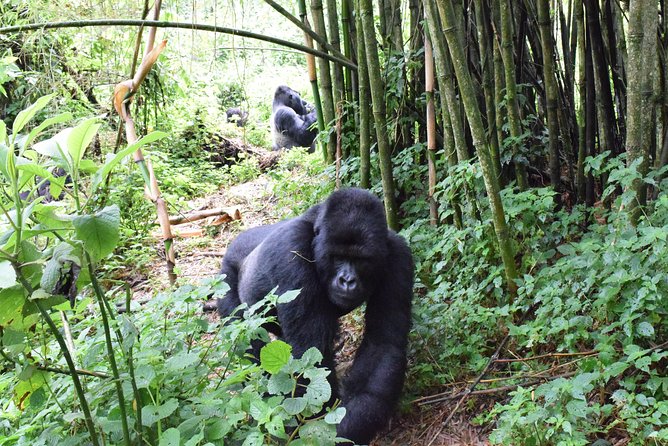 Lowland Gorilla trekking in Kahuzi-Biega National Park - Why Kahuzi-Biega is different from a standard gorilla trip
