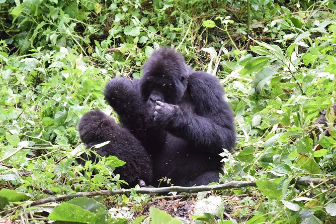 Lowland Gorilla trekking in Kahuzi-Biega National Park - Lwiro Sanctuary and meeting local people