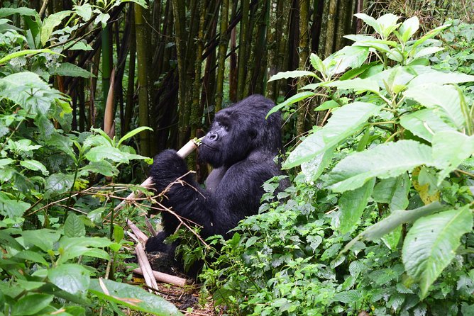 Lowland Gorilla trekking in Kahuzi-Biega National Park - What to pack and confirm