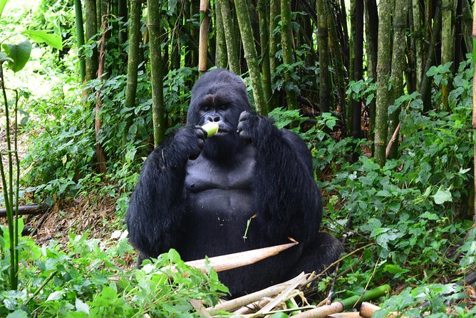 Lowland Gorilla trekking in Kahuzi-Biega National Park - From Kigali to the Cyangugu border