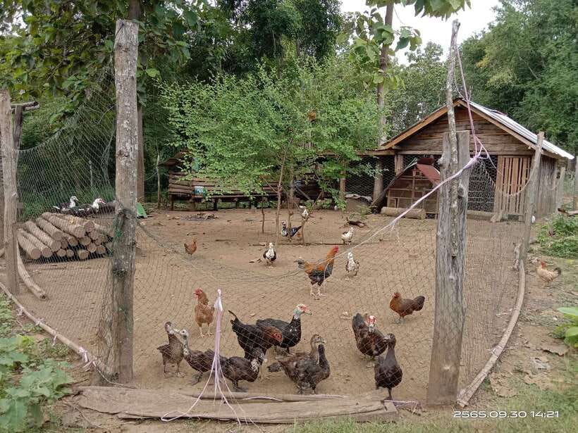 Luang Prabang: Hiking Off the Beaten Track with Picnic Lunch - How hard is the hiking?