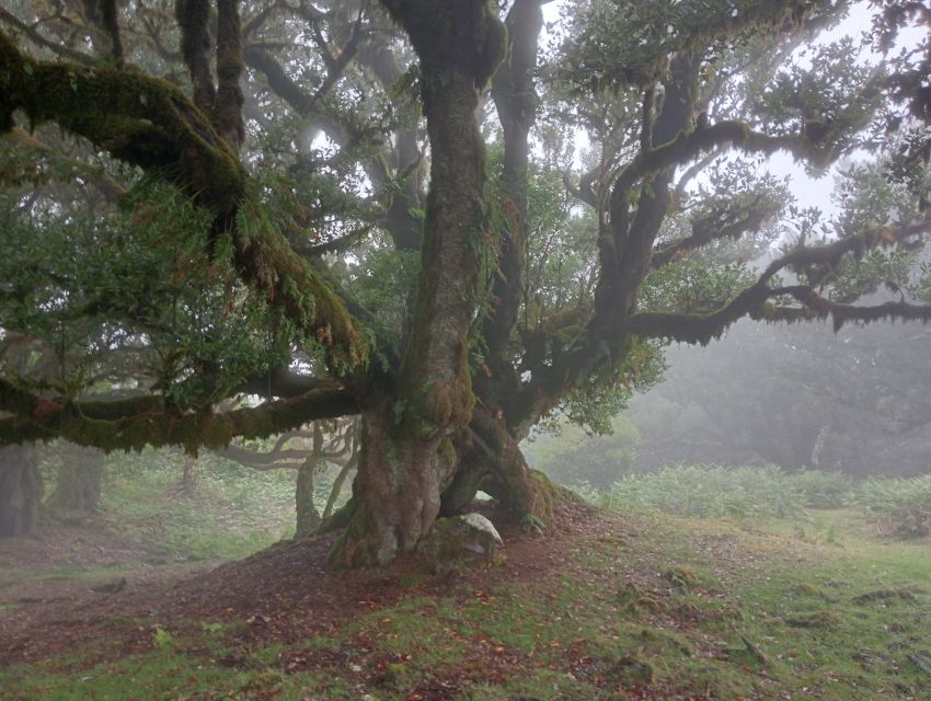 Madeira: Fanal Forest Guided Hiking Tour - Key points to know before booking