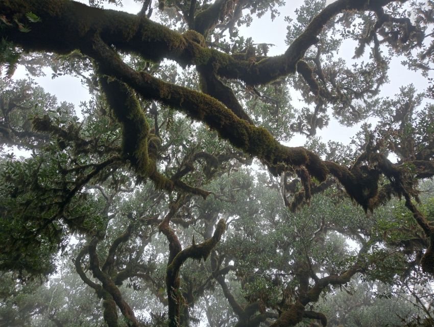 Madeira: Fanal Forest Guided Hiking Tour - Why Fanal Forest feels different from a regular woodland walk
