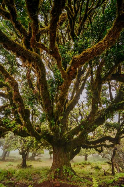 Madeira: PR 18 - Levada do Rei Hike Transfer with Host - The morning transfer from Funchal