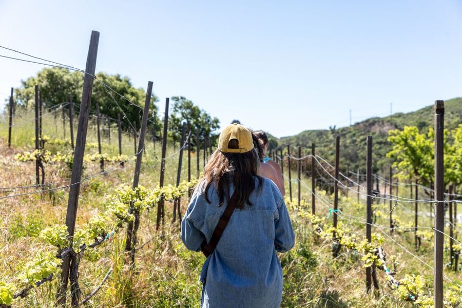 Malibu: Guided Vineyard Hike with Photo Stops and Wine - A Malibu vineyard walk with more than grapevines