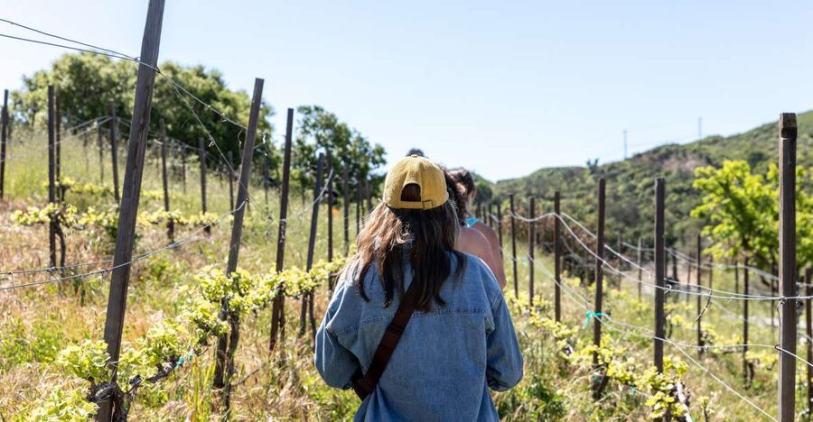Malibu: Guided Vineyard Hike with Photo Stops and Wine - Looking across Malibu’s hills and native oaks