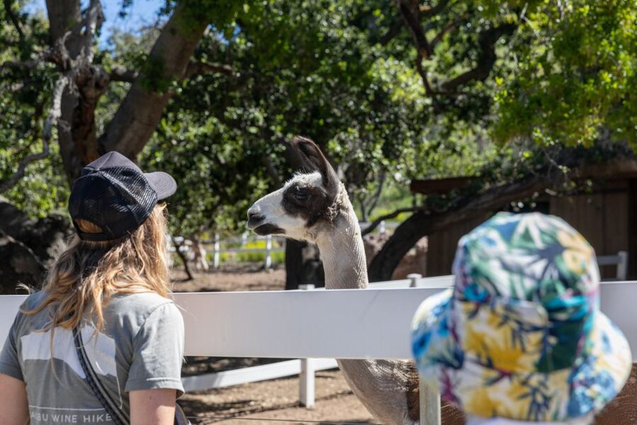 Malibu: Guided Vineyard Hike with Photo Stops and Wine - Guides who shape the afternoon