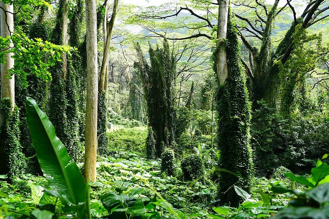 Manoa Waterfall Hike with Waikiki Pickup & Healthy Lunch - Lunch at Tantalus Lookout