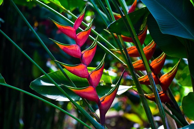 Manoa Waterfall Hike with Waikiki Pickup & Healthy Lunch - Who should book this Manoa Falls tour?