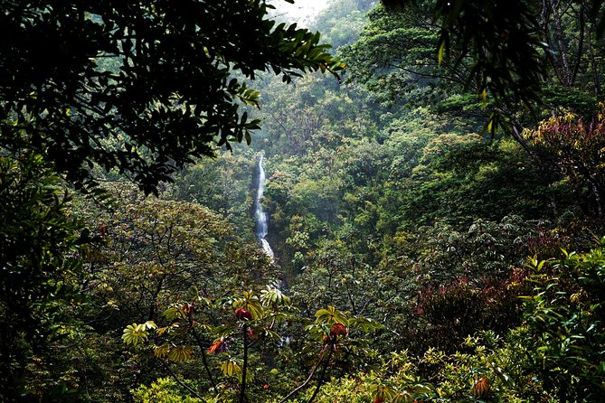 Manoa Waterfall Hike with Waikiki Pickup & Healthy Lunch - Should you book it?