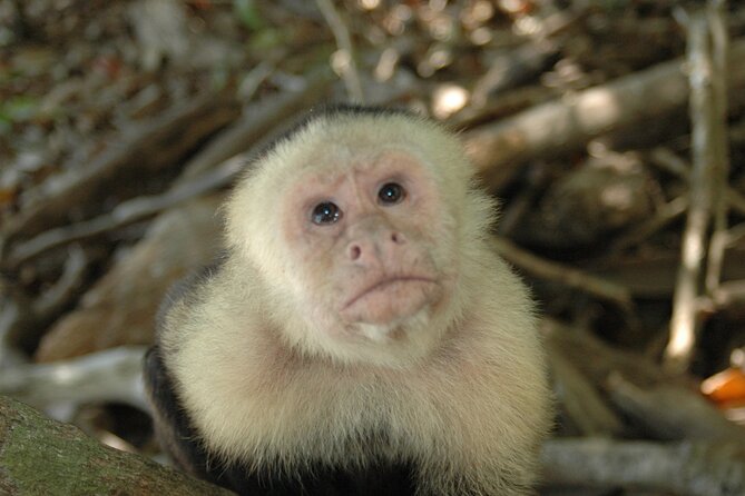 Manuel Antonio National Park Hiking Tour from Jacó - Breakfast, restrooms, and the Tucanes Tours center
