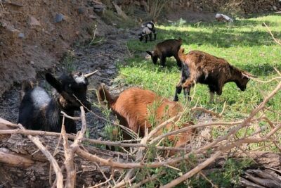 2-Day Atlas Mountains Trek with Village Stay