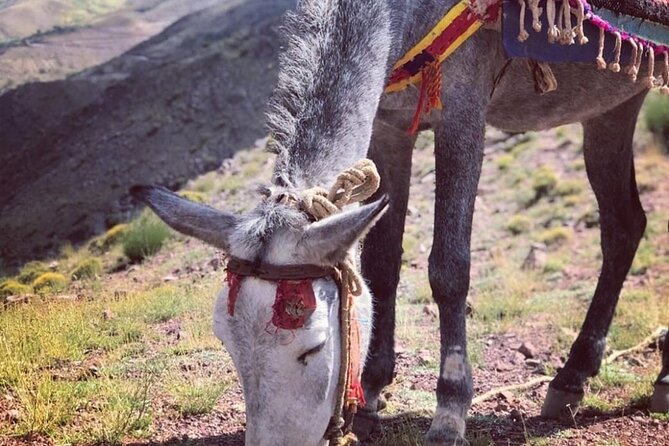 Marrakech: 2-Day Atlas Mountains Trek with Village Stay - Lunch Beside the Walnut Grove
