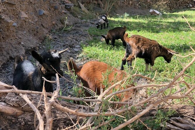 Marrakech: 2-Day Atlas Mountains Trek with Village Stay - Lunch Above Azzaden Valley