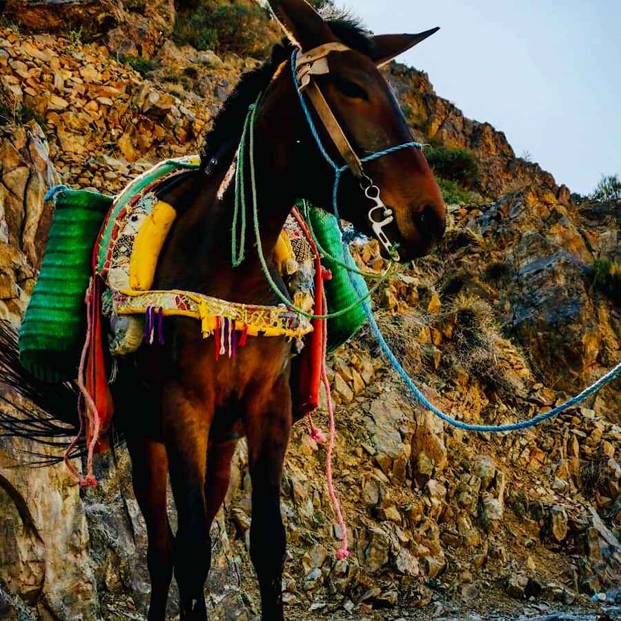 Marrakech: Guided 2-Day Trek to Imlil and Imnan Valleys - What the food and lodging are really like