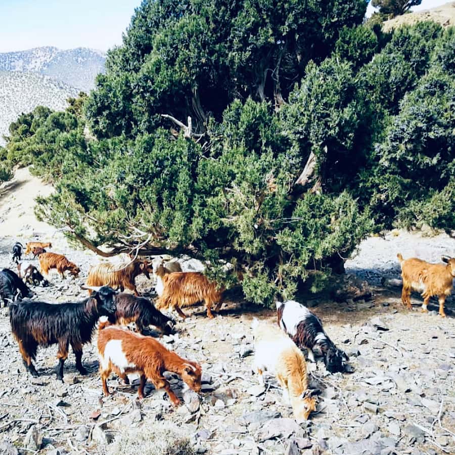 Marrakech: Guided 2-Day Trek to Imlil and Imnan Valleys - Practical details before you book
