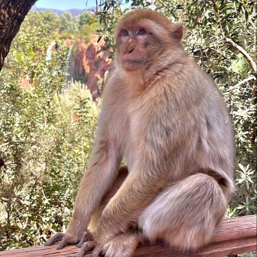 Marrakech: ourika valley lunch & guided hike to waterfalls - Who should book this Ourika Valley outing?
