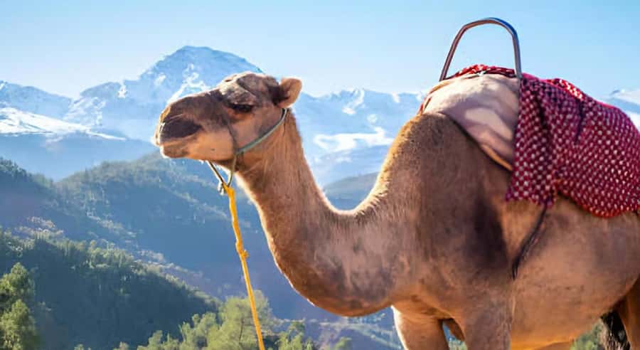 Marrakech: Ourika Valley Waterfalls Hike & Traditional Lunch - What the waterfall stop is really like