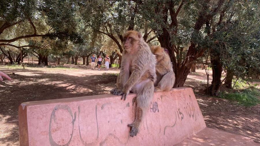 Marrakech: Ouzoud Waterfalls Trip, Guided Hike & Boat Option - What the guides add to the day
