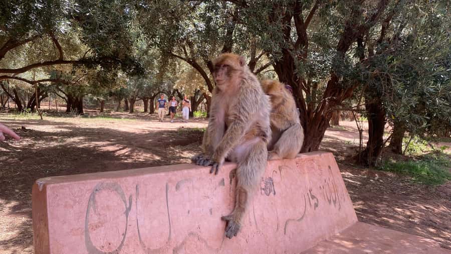 Marrakech: Ouzoud Waterfalls Trip, Guided Hike & Boat Option - What to bring and how to prepare