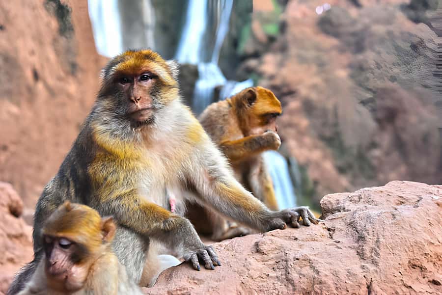 Marrakesh: Ouzoud Waterfalls Trip with Hike & Boat Option - The 2.5-hour ride from Marrakech