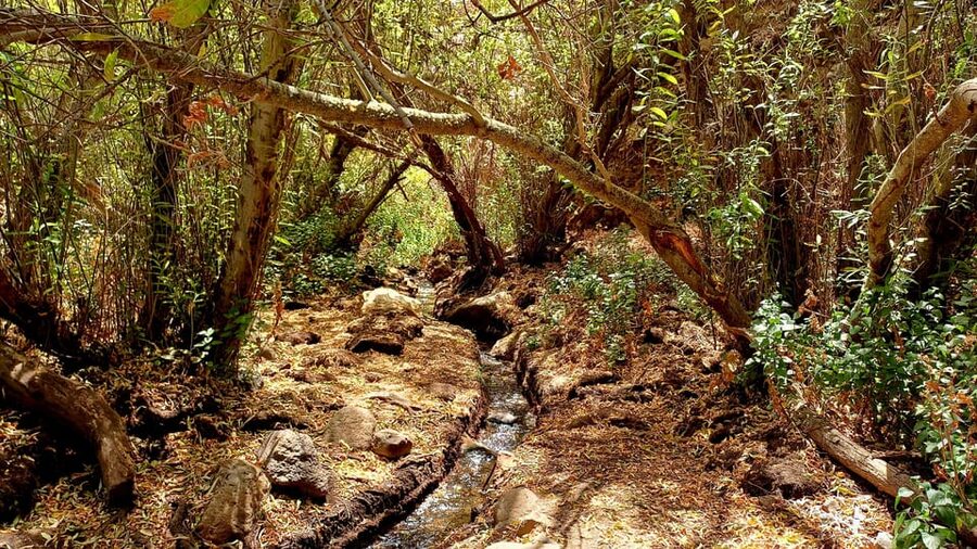 Maspalomas: Hiking in the Waterfalls with Sky Rebels - Plants, animals, and more than 300 island species