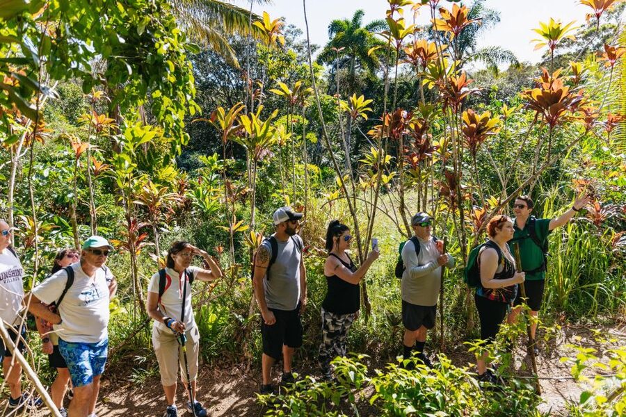 Maui: Rainforest Waterfalls Guided Hike with Picnic Lunch - Safety, swimming, and group comfort