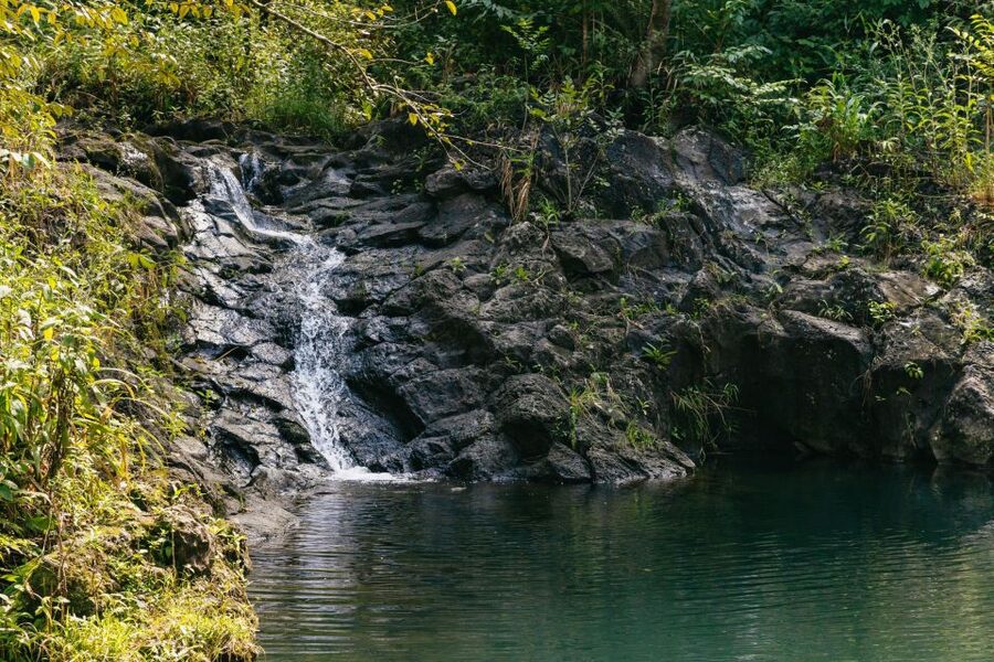Maui: Rainforest Waterfalls Guided Hike with Picnic Lunch - What the $187 price includes