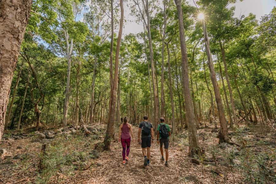 Mauritius: Black River Gorges National Park 3-Hour Hike - Black River Gorges in three hours
