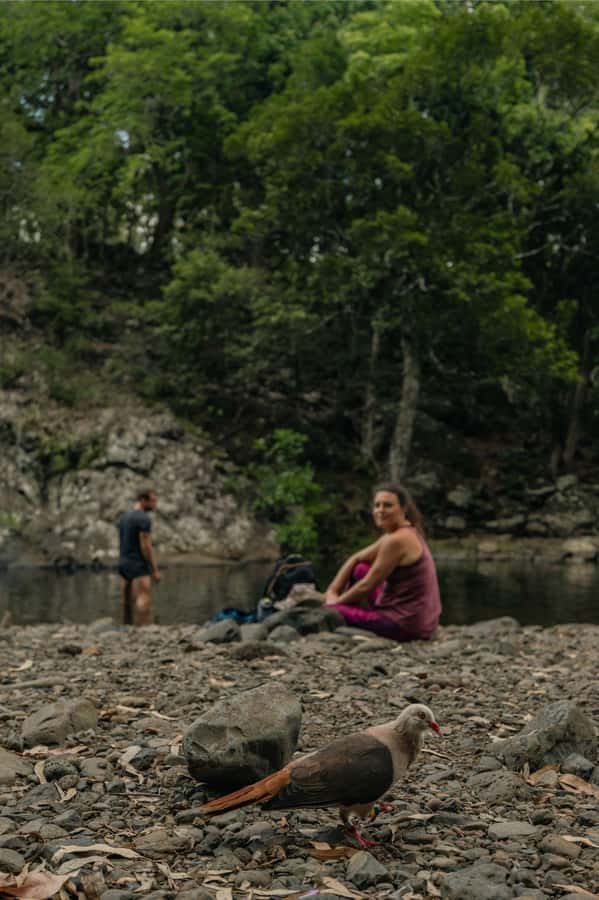 Mauritius: Black River Gorges National Park 3-Hour Hike - Finishing with a swim in the Black River