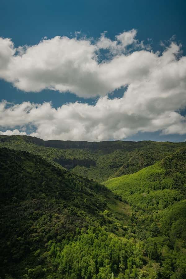 Mauritius: Black River Gorges National Park 3-Hour Hike - Walking through primary forest