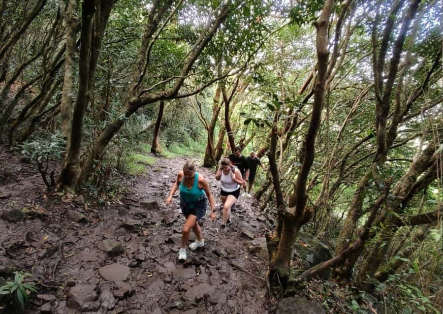Mauritius: Le Pouce Guided Hiking Experience with a local - Climbing through native plants and mountain air