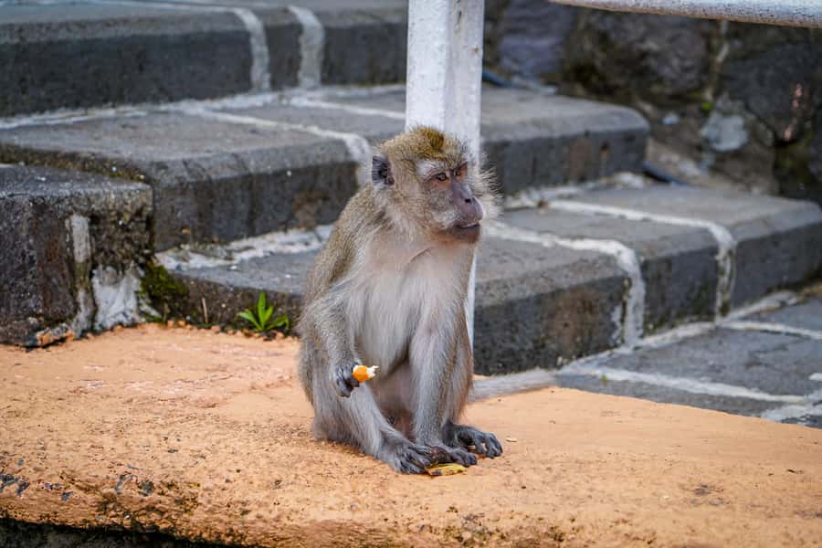 Mauritius: Sunrise Mountain Hike with Southwest Road-trip - A short garden walk closes a very full day