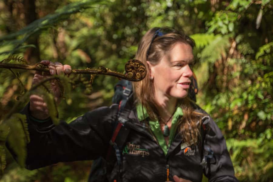 Milford Track: Full Day Guided Hike and Nature Cruise - Key points at a glance