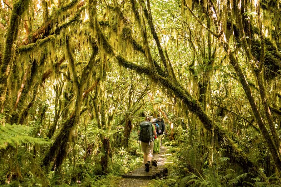 Milford Track: Full Day Guided Hike and Nature Cruise - Giant’s Gate Waterfall and the swing bridge