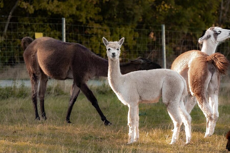 Mödling/Vienna: Scenic Guided Hike with Alpacas and Llamas - Key points to know before booking