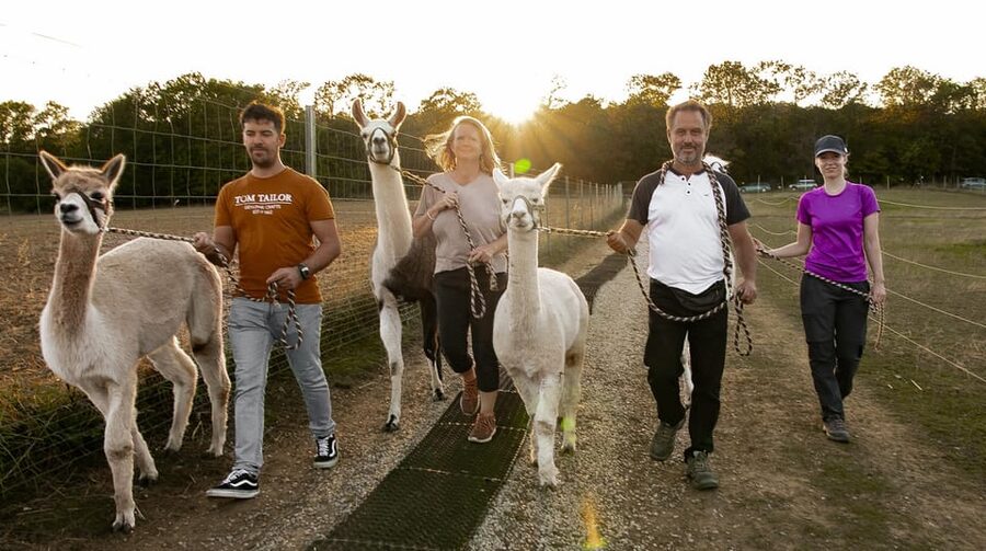 Mödling/Vienna: Scenic Guided Hike with Alpacas and Llamas - A countryside animal walk close to Vienna