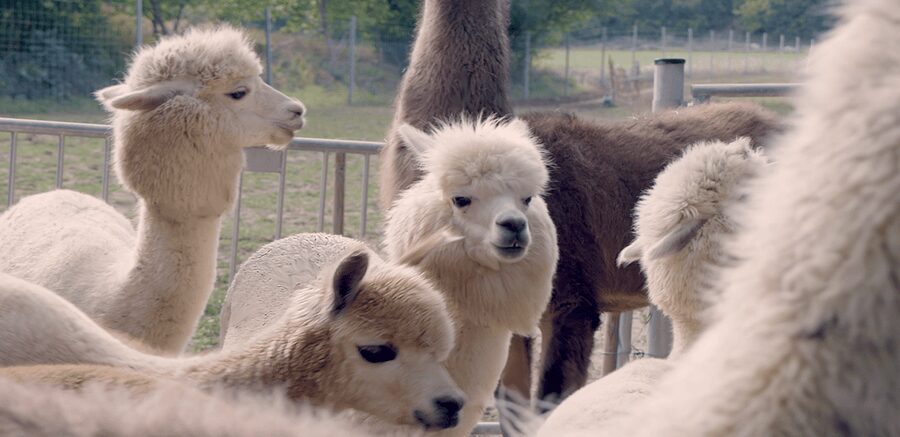 Mödling/Vienna: Scenic Guided Hike with Alpacas and Llamas - The 35-minute walk through Mödling