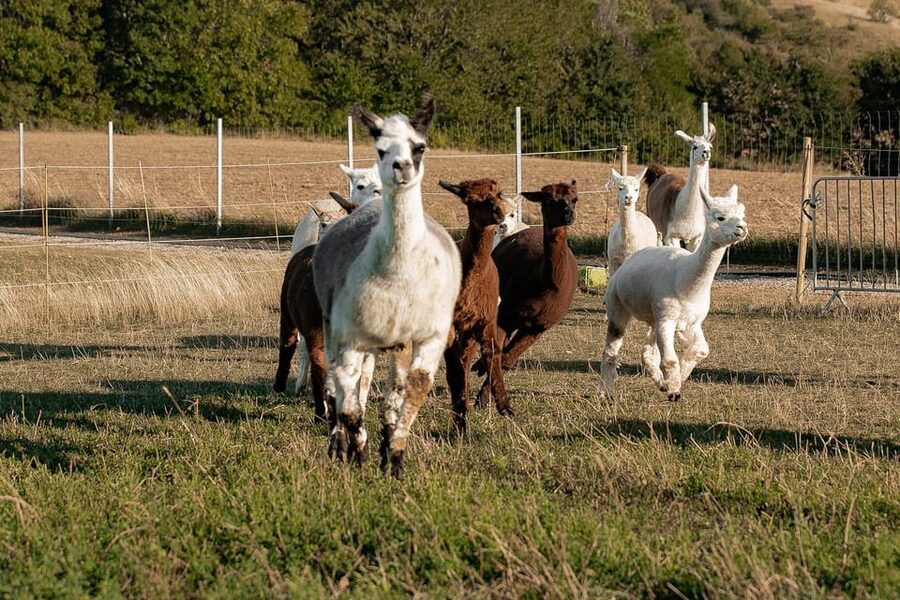 Mödling/Vienna: Scenic Guided Hike with Alpacas and Llamas - A 20-minute break with views and photographs