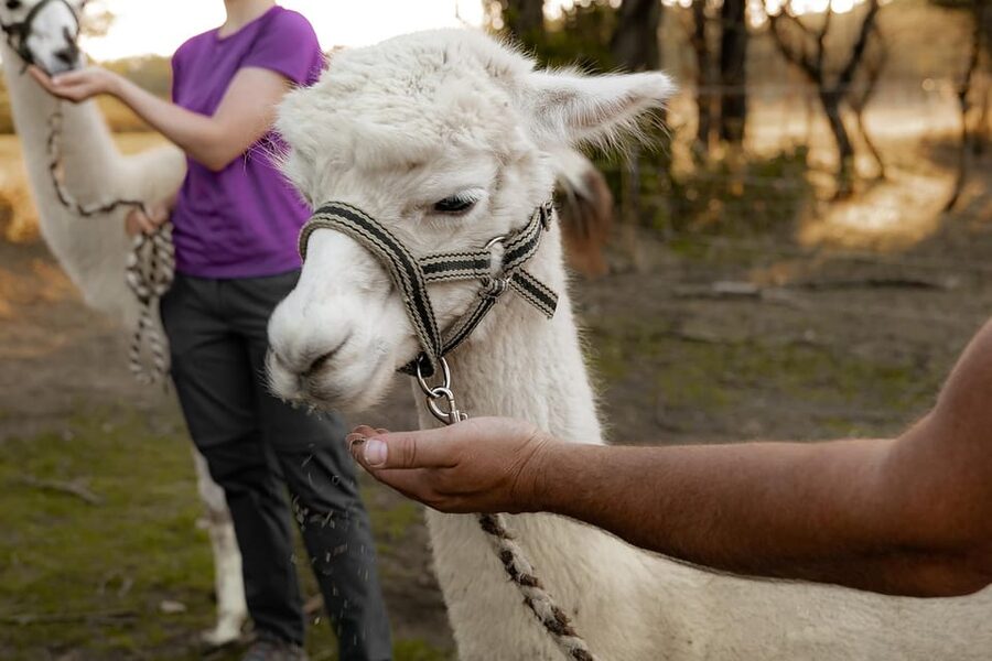 Mödling/Vienna: Scenic Guided Hike with Alpacas and Llamas - The second 35-minute walk and return to the farm