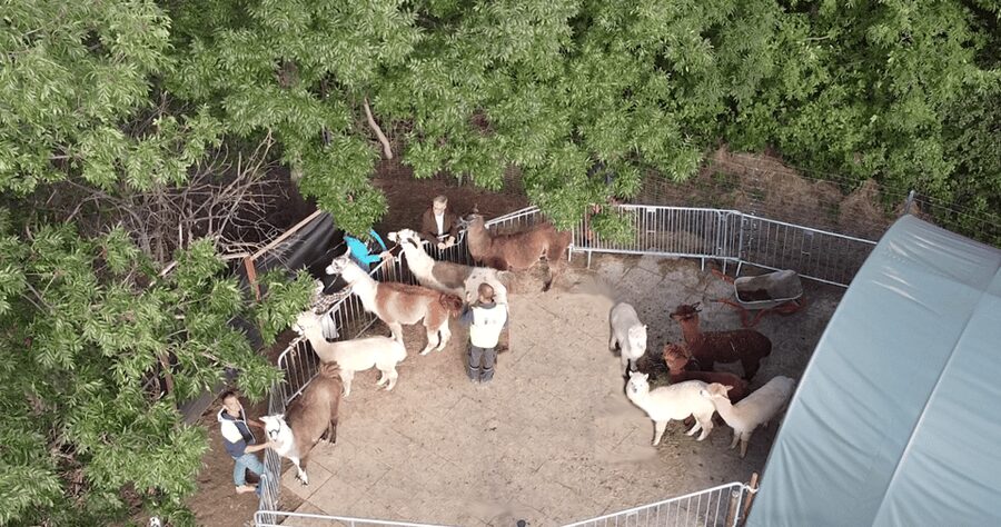 Mödling/Vienna: Scenic Guided Hike with Alpacas and Llamas - Guides, language, and group feel
