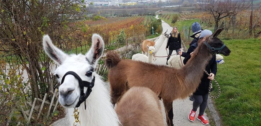 Mödling/Vienna: Scenic Guided Hike with Alpacas and Llamas - Your animal companion is part of the experience